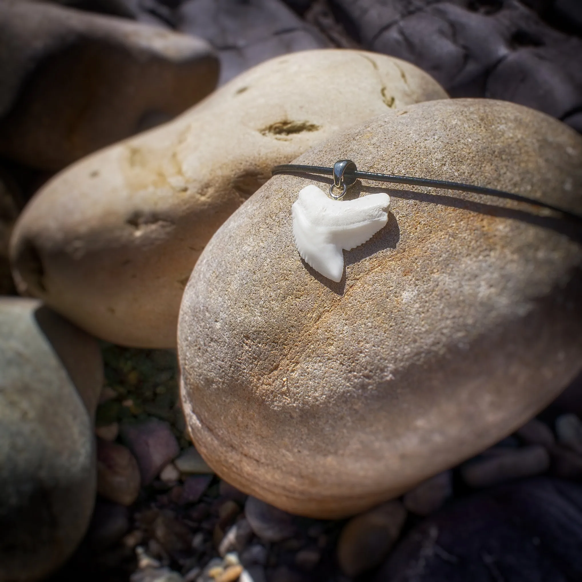 Tiger Shark Tooth Pendant Silver s42